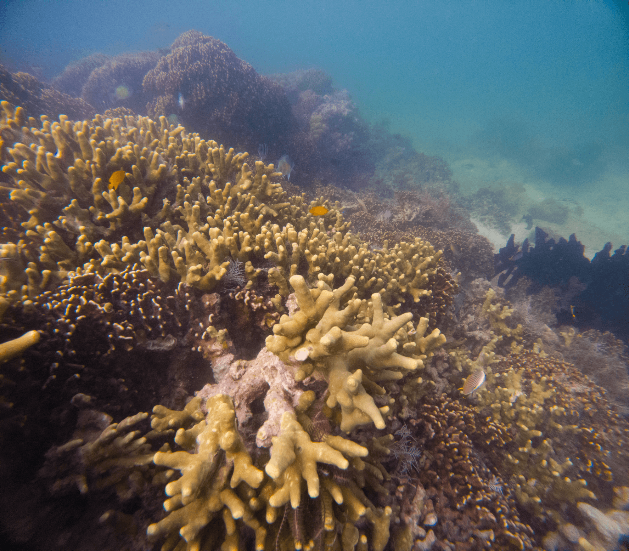 Hard Coral yang sangat banyak di Laut Iswadi.