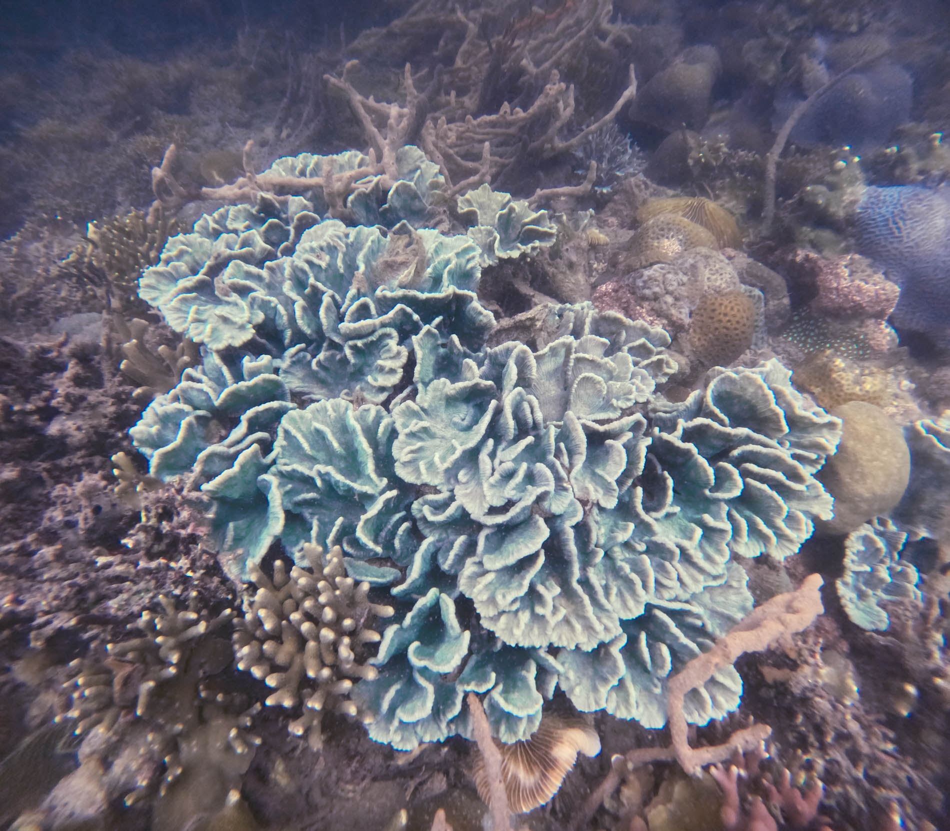 Soft Coral yang menawan